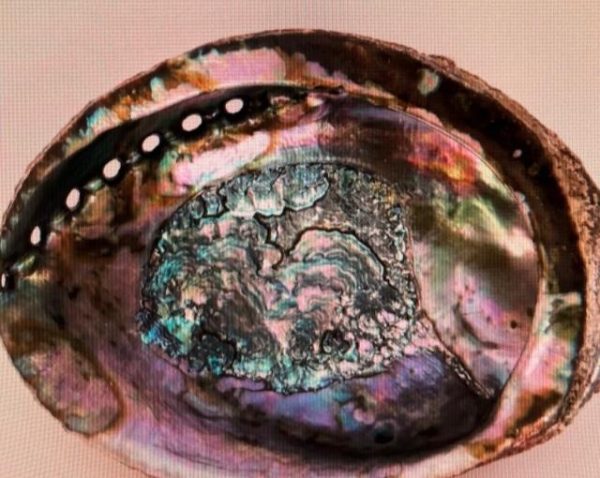 Abalone Shell-6 in