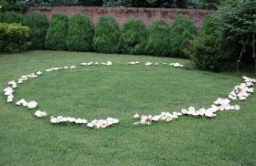 mushroom1